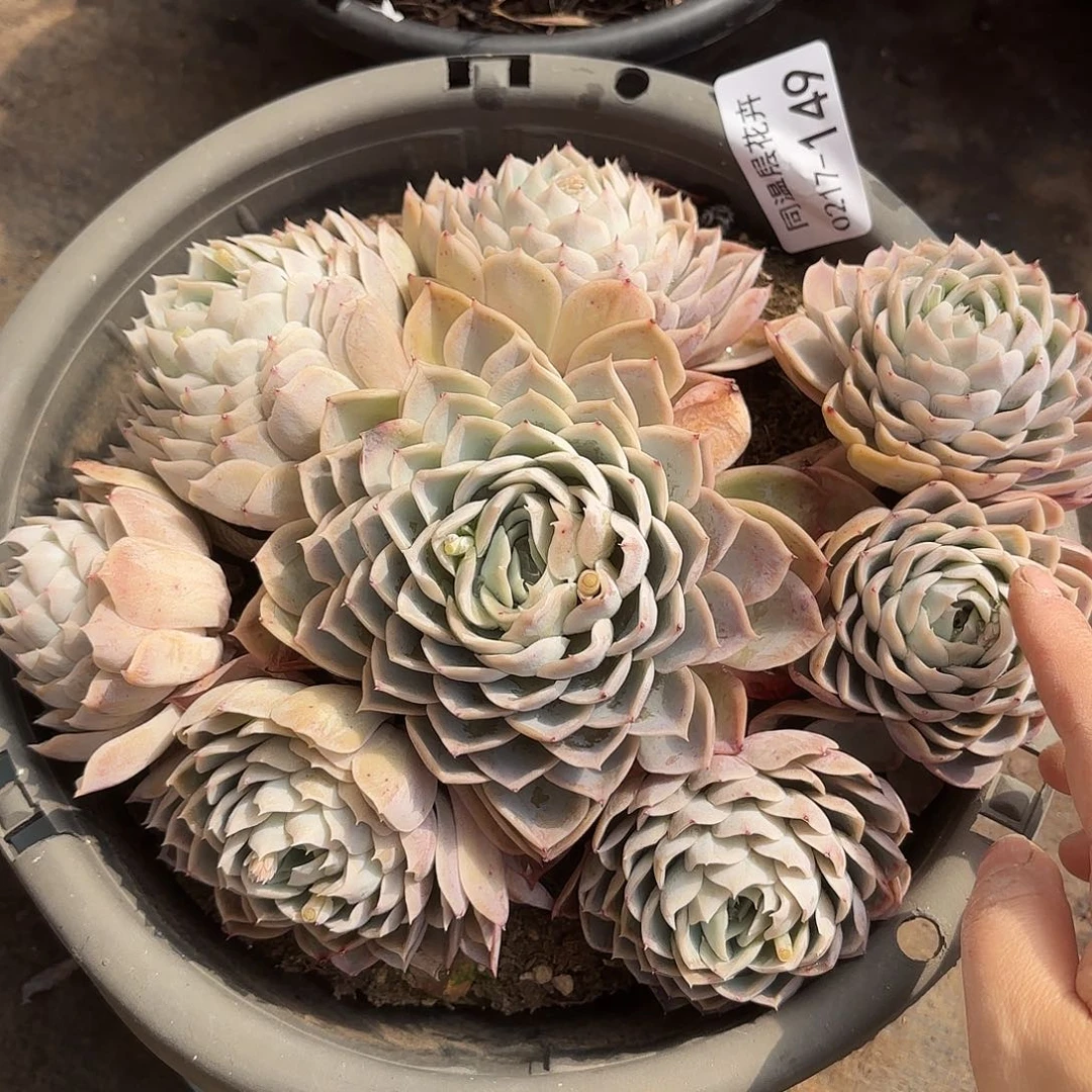 同温层多肉约瑟琳149