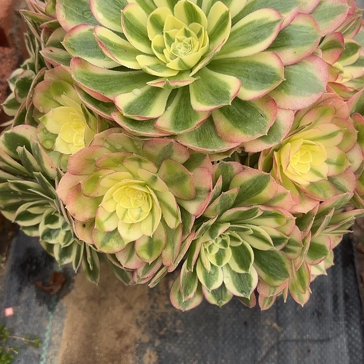 玉姿多肉法师不包损119