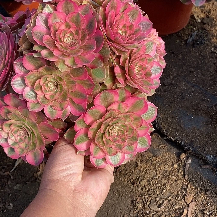 多肉植物火龙果970多肉