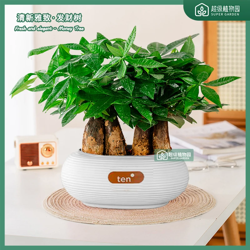 发财树盆栽招财植物摆件室内书房绿植客厅净化空气四季常青