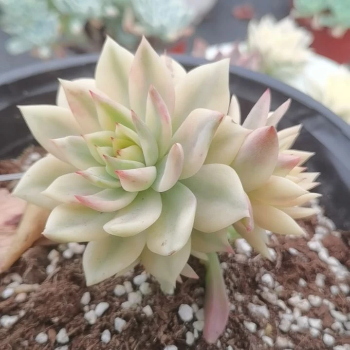 弗兰克白覆轮锦群带嫁木发