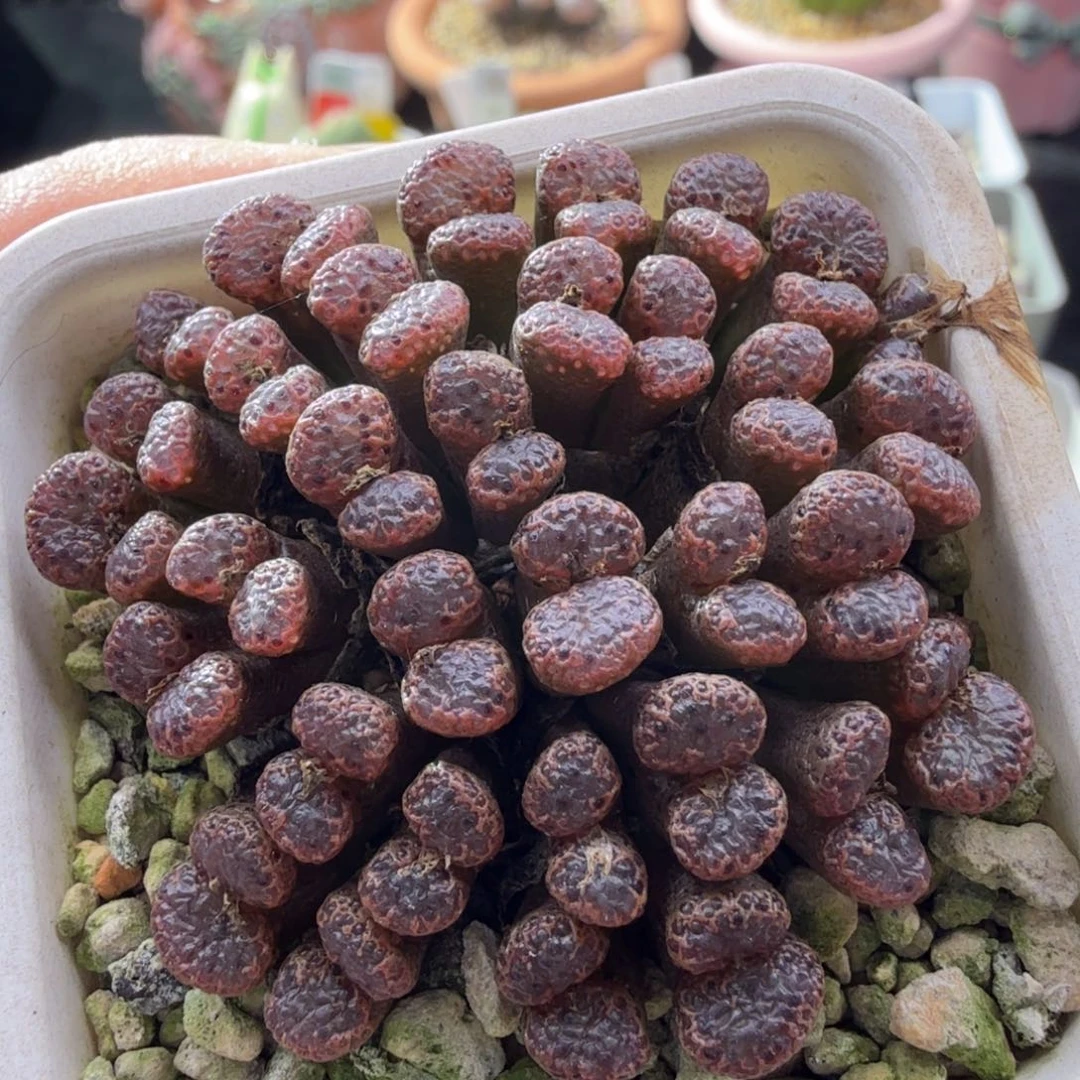 10-20-c2 ts红蝴蝶大群