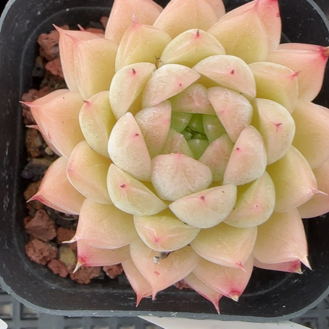 花语逸境0223-186