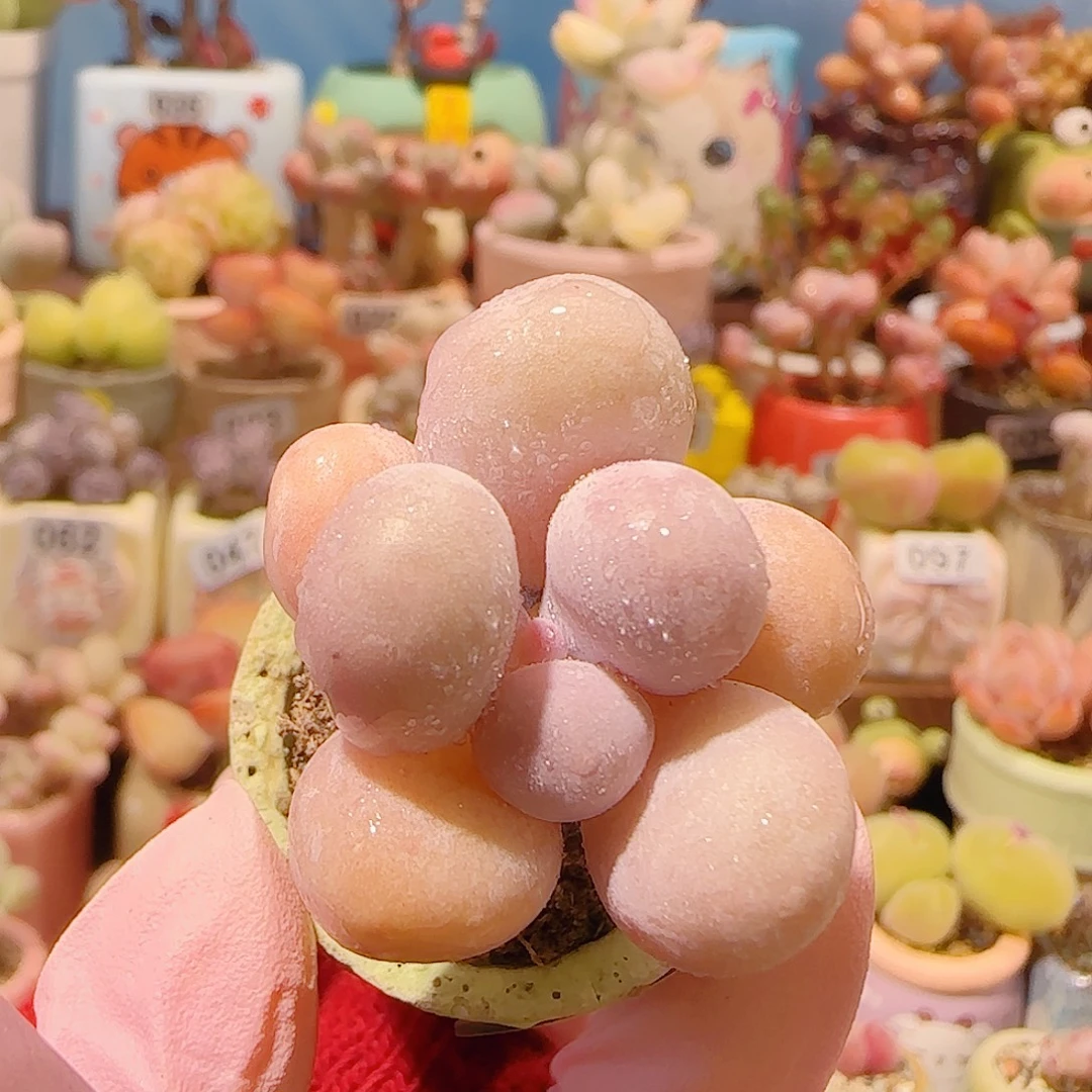 T蛋黄奶盆口2.5cm