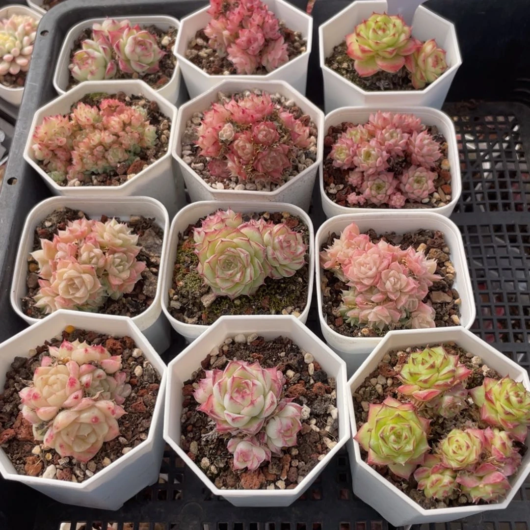 不包整散 盆子不售后0627