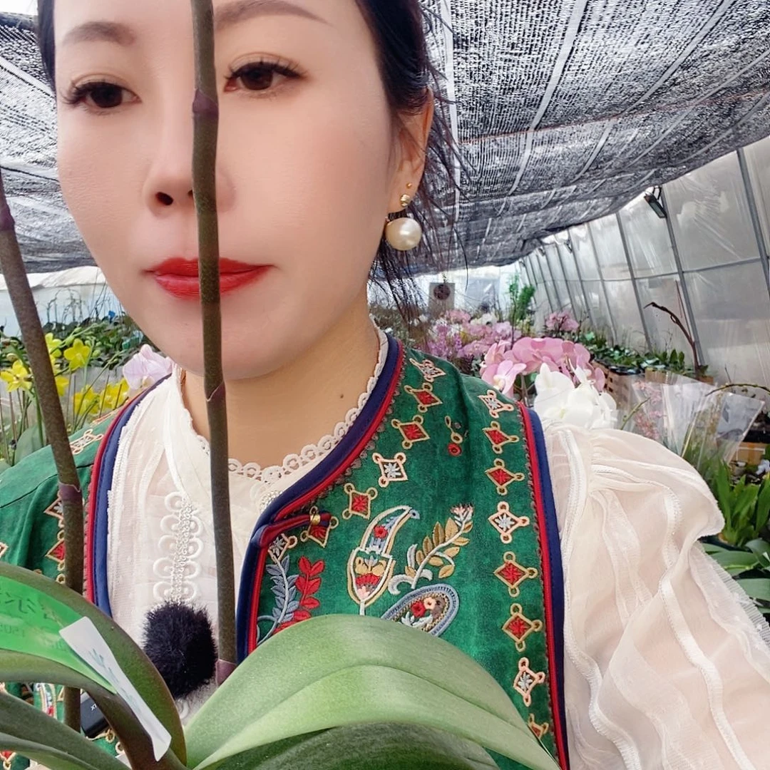 无花朵密尔沃基蝴蝶兰
