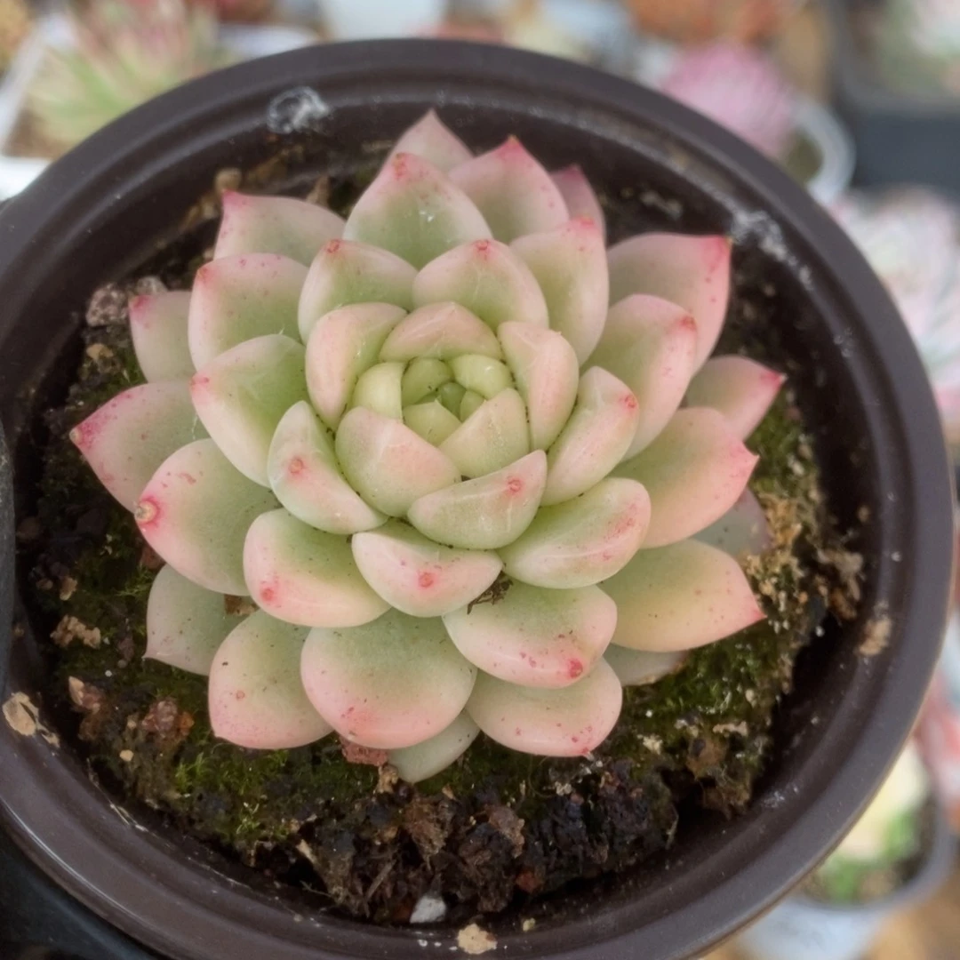 196东云杂锦锦锦锦锦