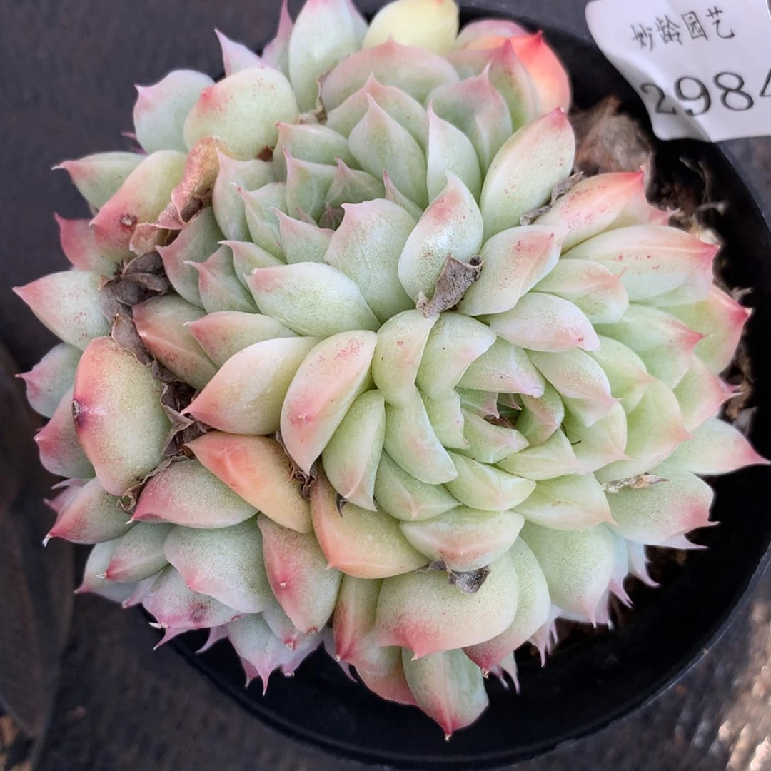 2984杂交精品基地10厘米