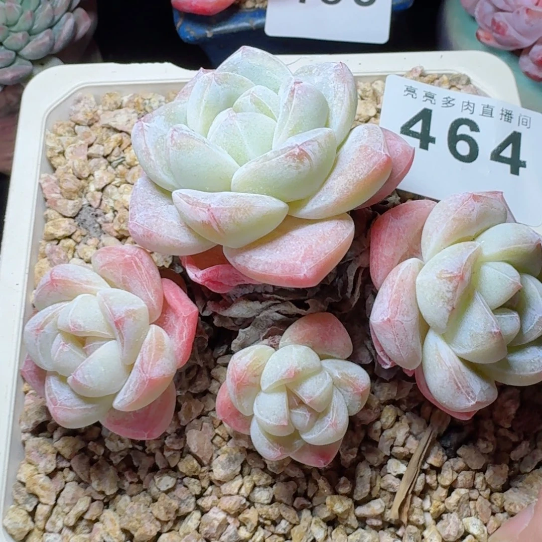 三年桩冰玉      愿你一路坦途，乘风破浪展宏图