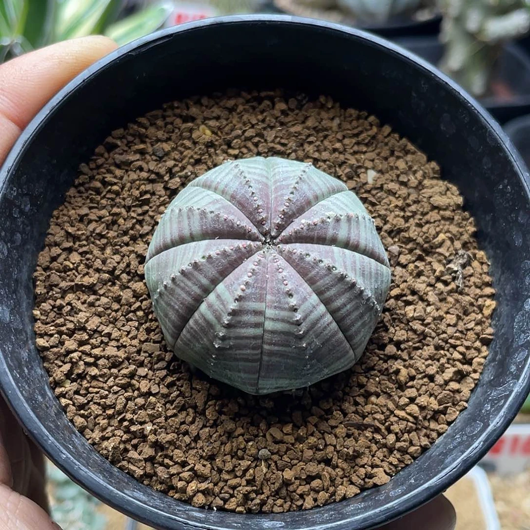 实生羽田斑马欧系布纹球