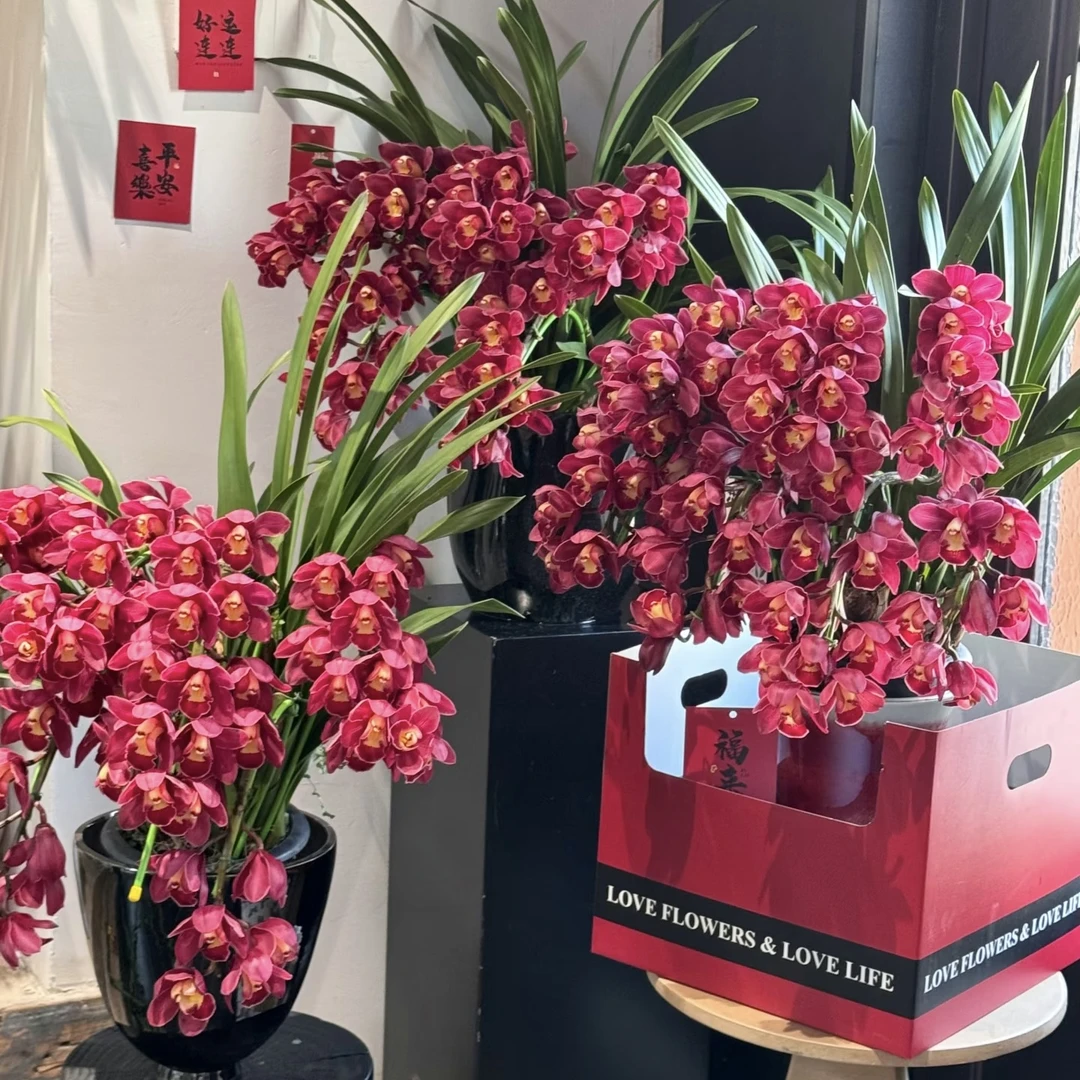 【大红袍兰花】l落地款 大花蕙兰型室内客厅好养易活花卉兰花