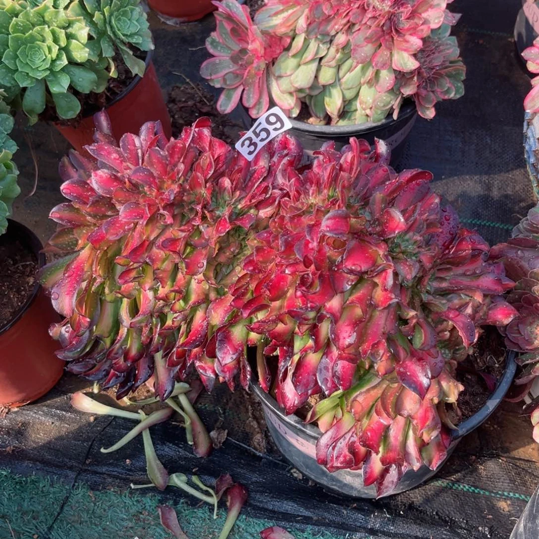 359红日缀化多肉植物