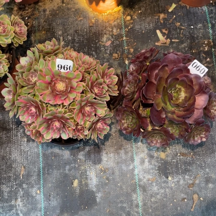 960号两颗法师组合