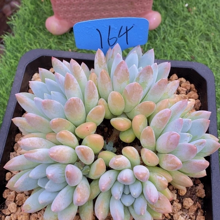 你就不要和人家在