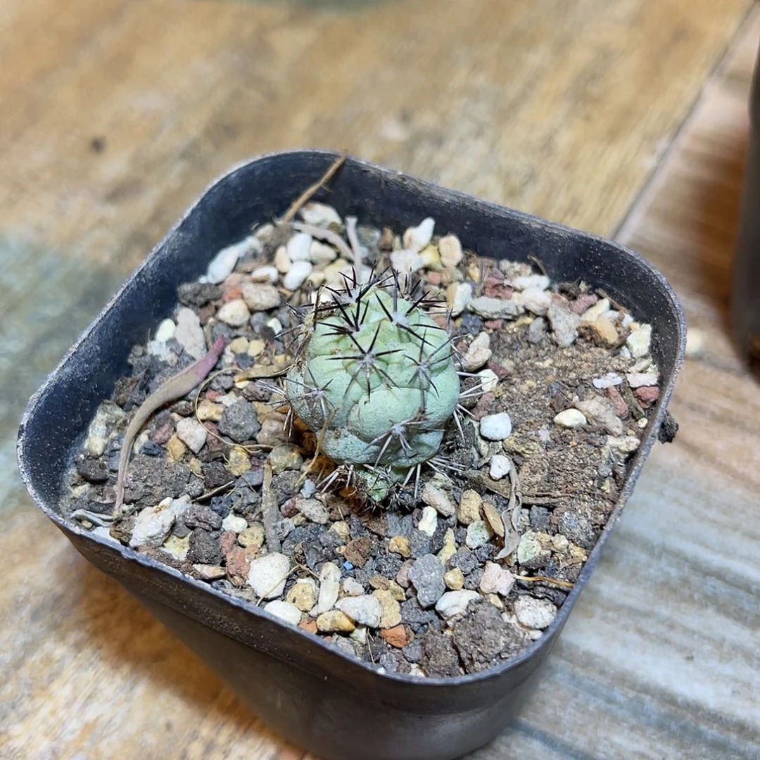 大尤帝王丸一物一拍