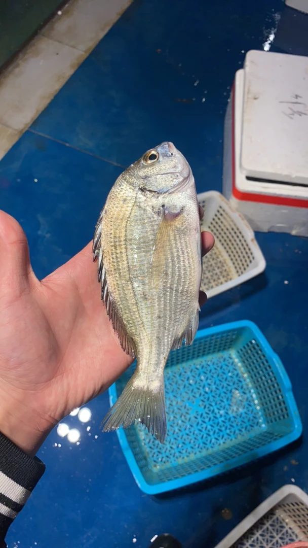 【黑鲷5斤】湛江码头深海黑鲷鱼 天然顺丰发货