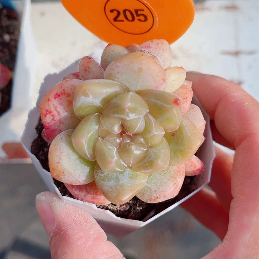 美***夕205号小老桩糖心群