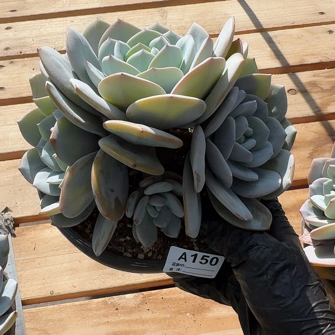 大***丁A150  多肉售后范围：签收起7天内