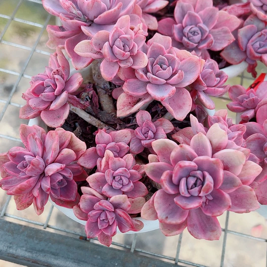 理查德夫人多头群生精品特价