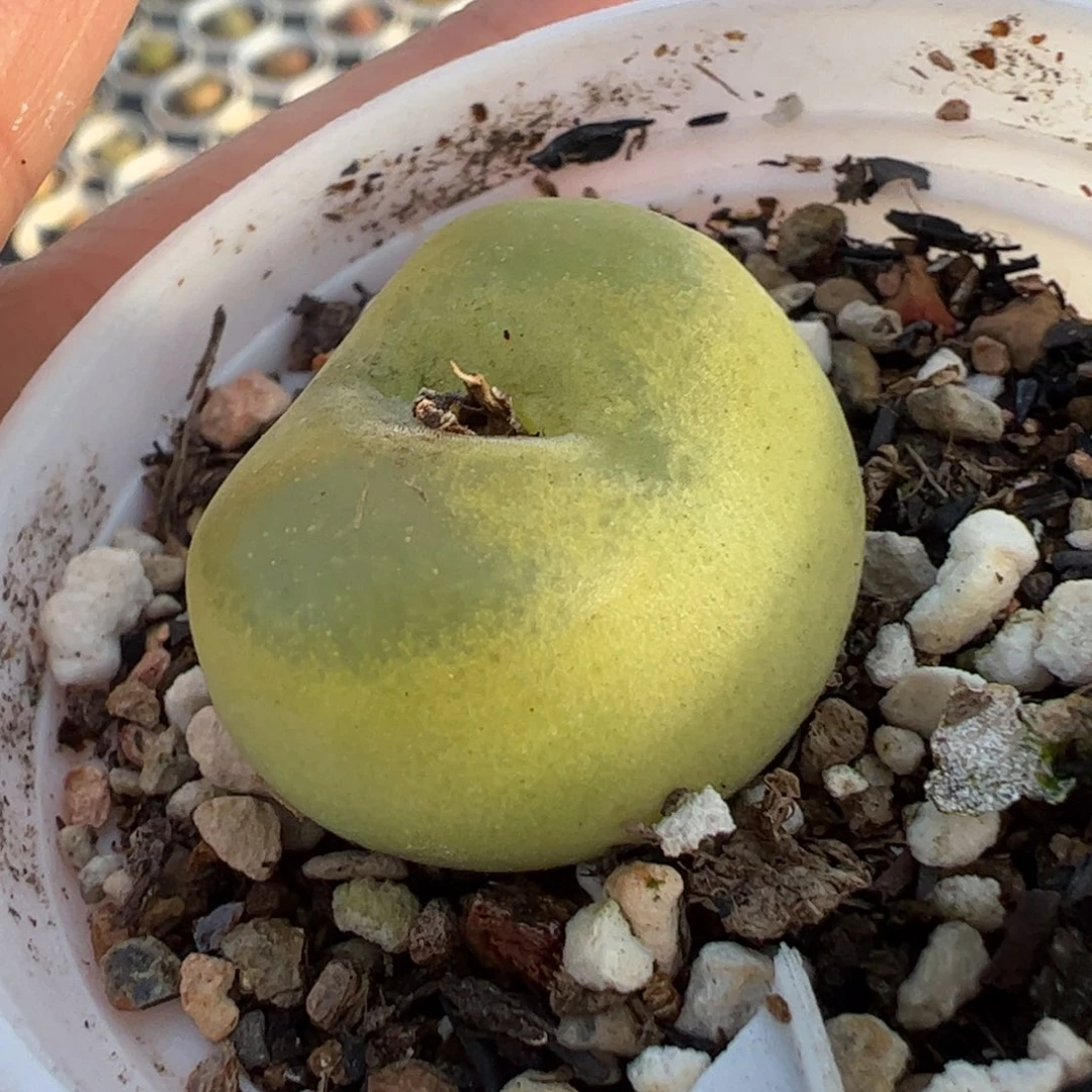 猴脸毛多肉植物百科