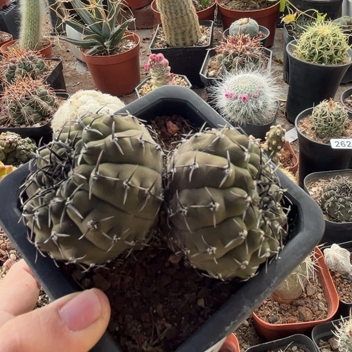 仙人球一物一拍实生