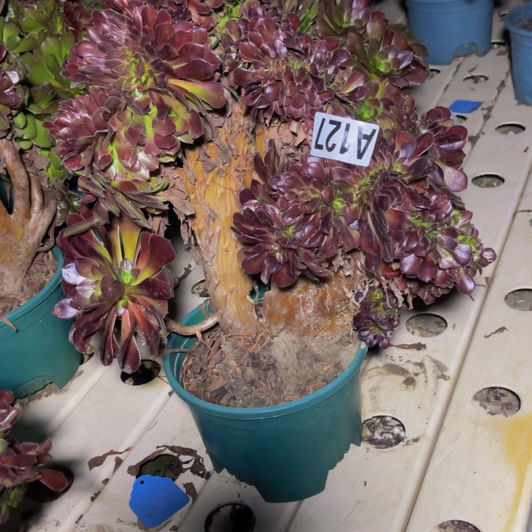 荷兰法师7//////33瑕疵包邮