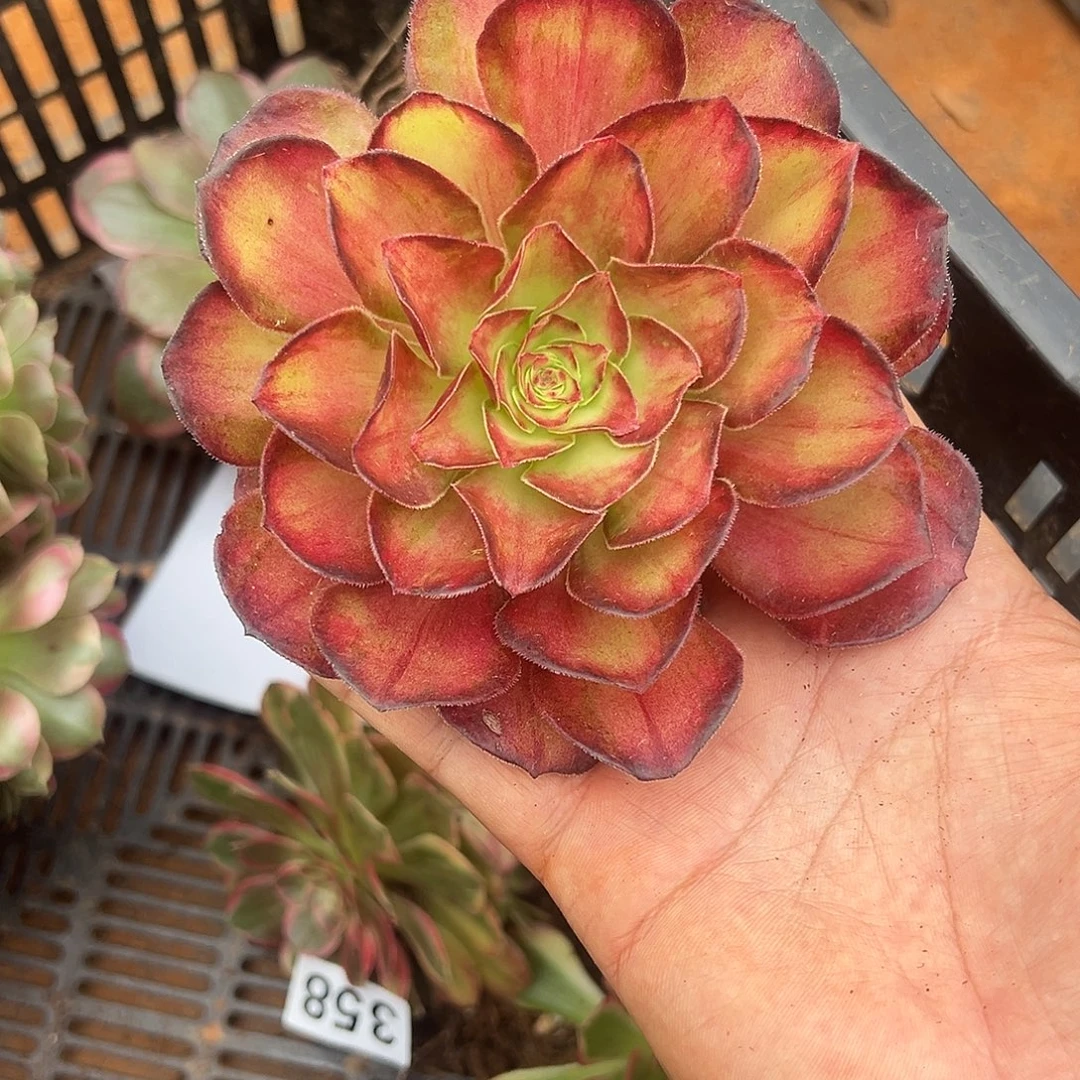 四***景精品多肉植物街角锦鲤