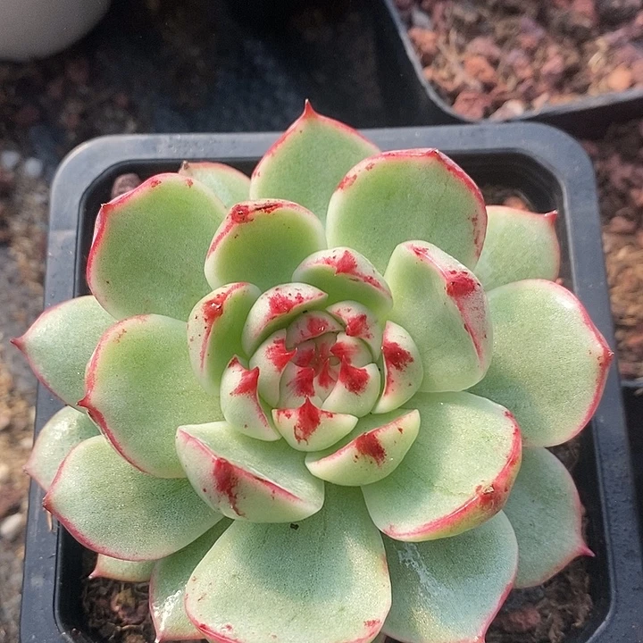 惊鸿仙子变异白锦多肉