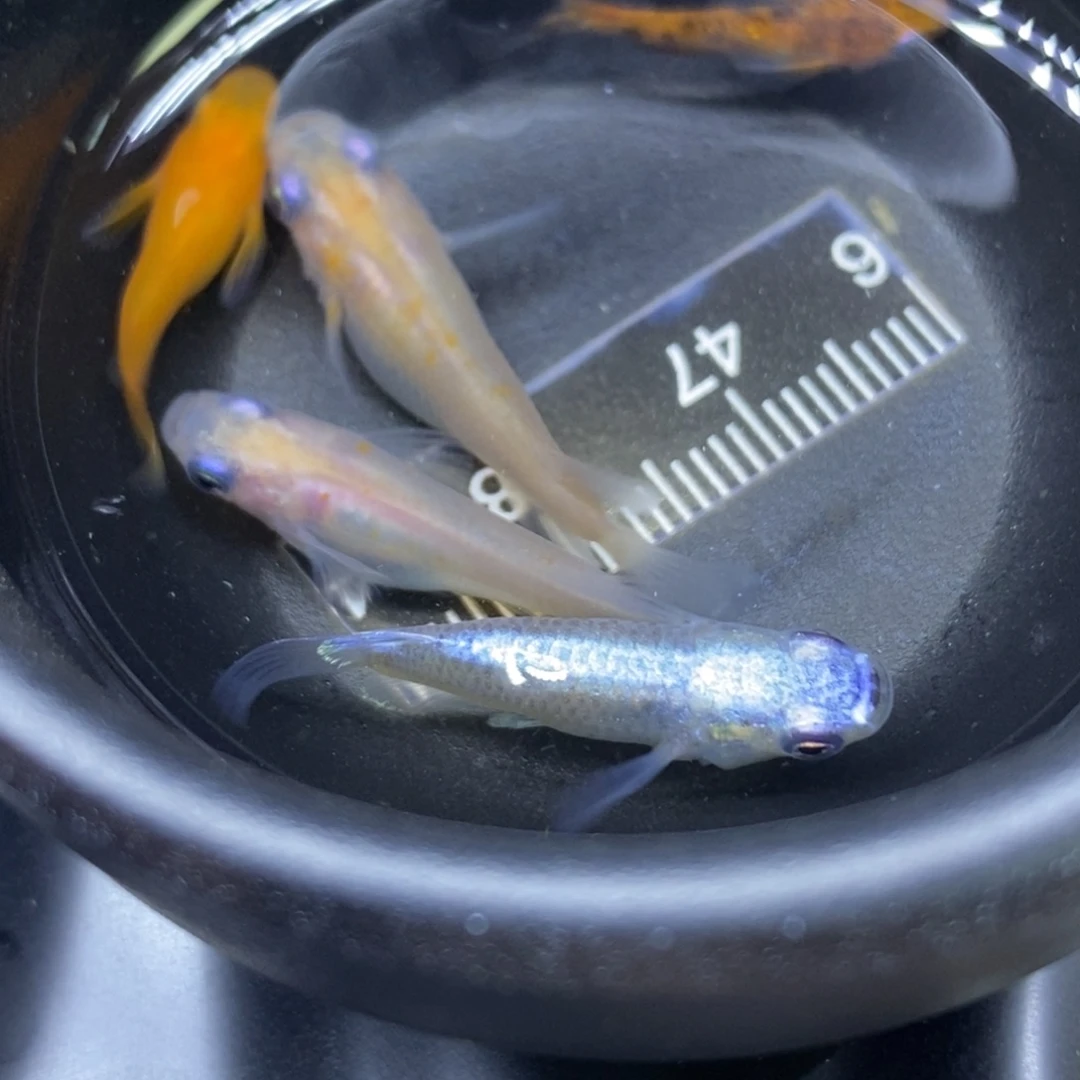 青鳉鱼混搭风格49号