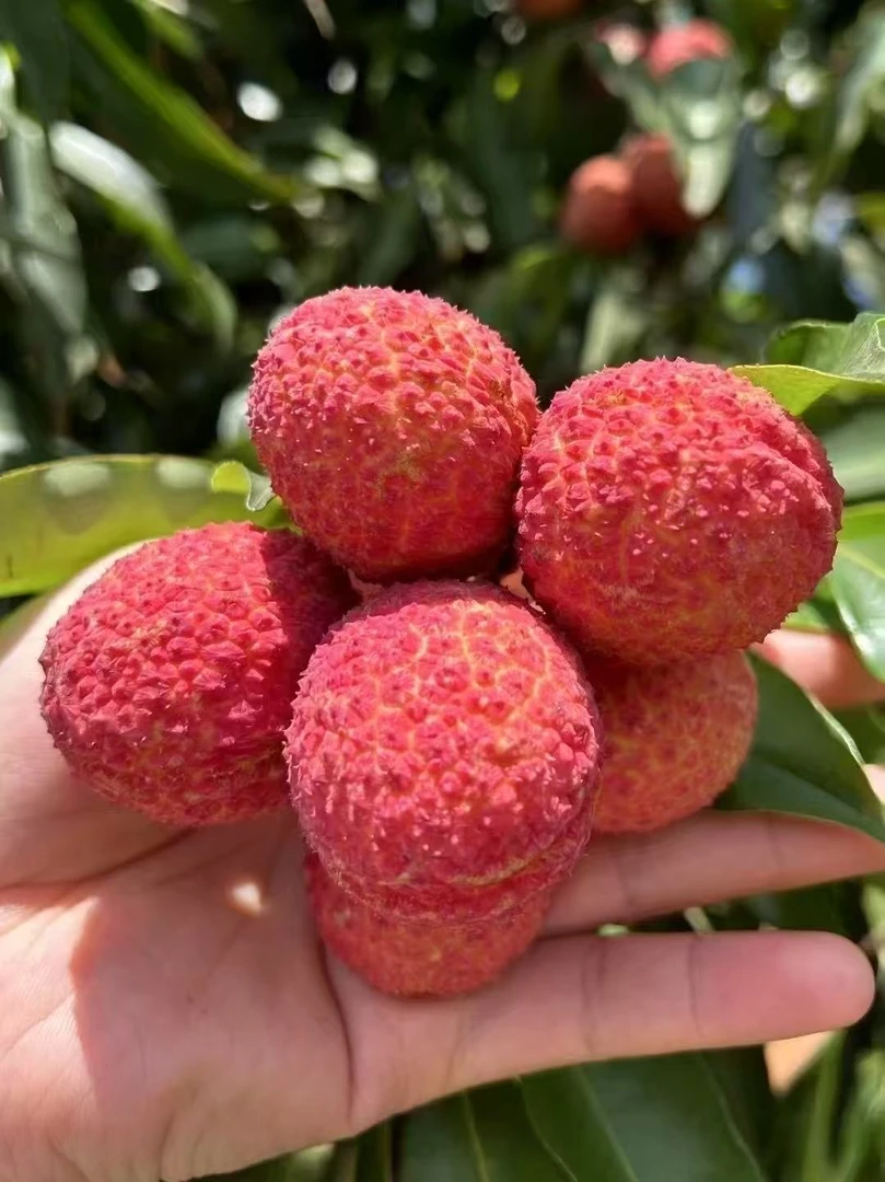 精品海南无核荔枝