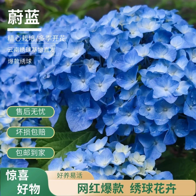 【蔚蓝】蓝色绣球 带花带花苞 爆销热款 老桩 基地直发 绣球花卉