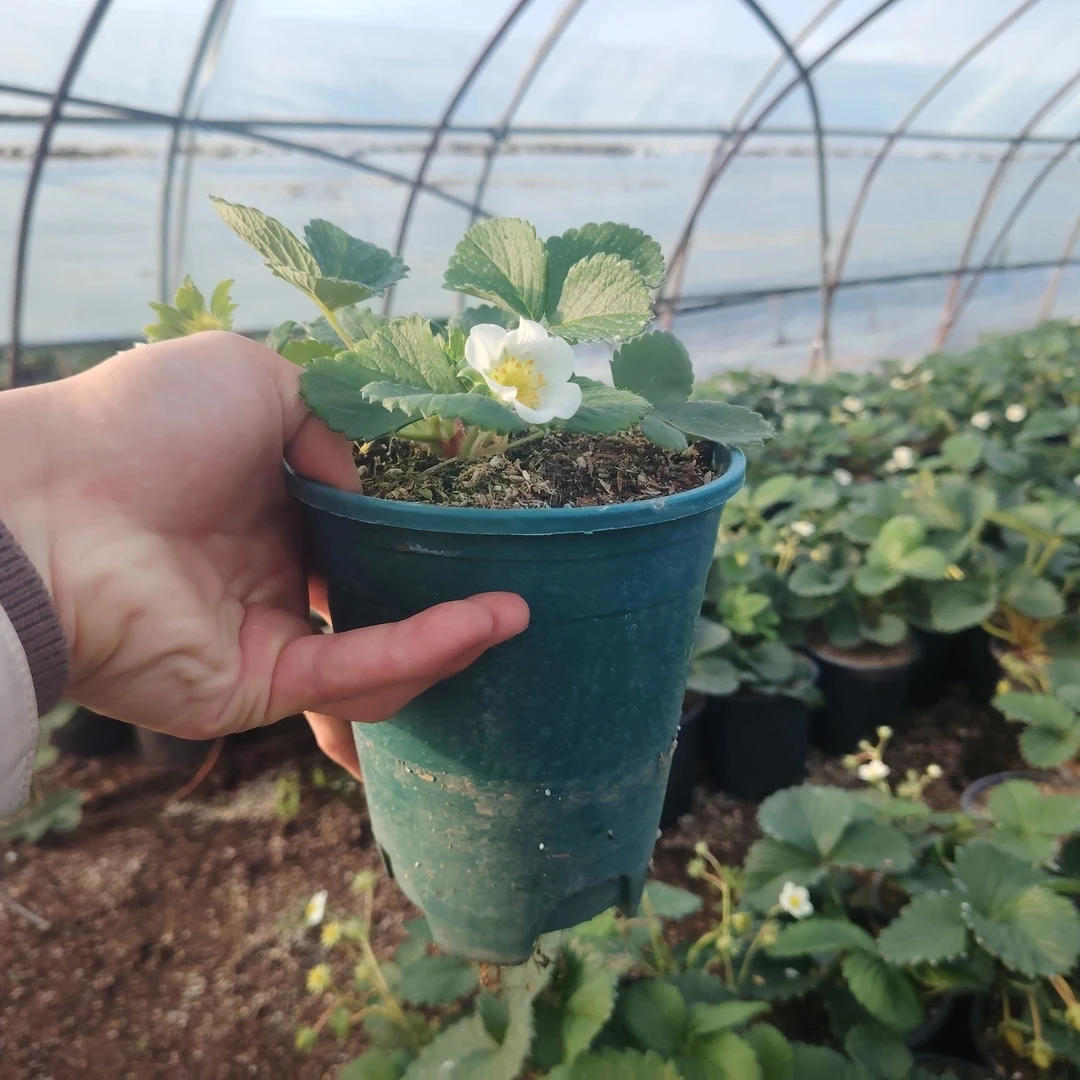 1.0加仑盆（盲盒）草莓盆栽