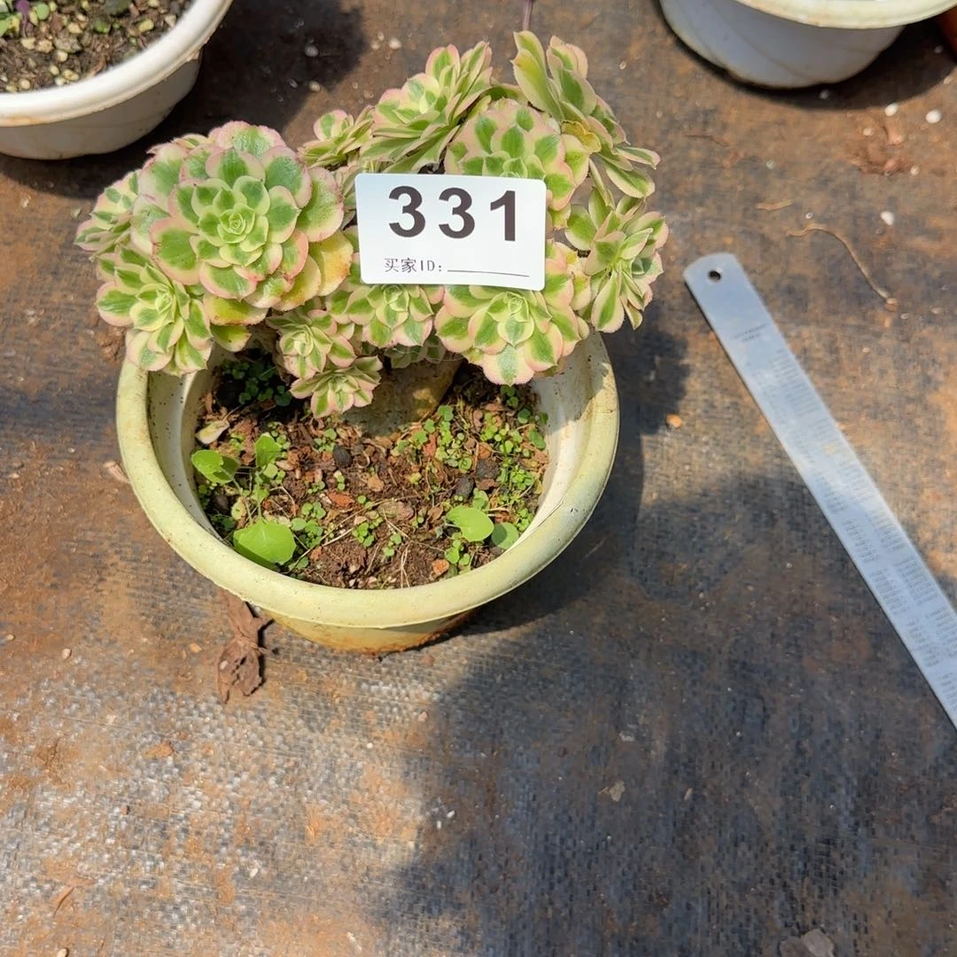 简***）精品多肉植物0331
