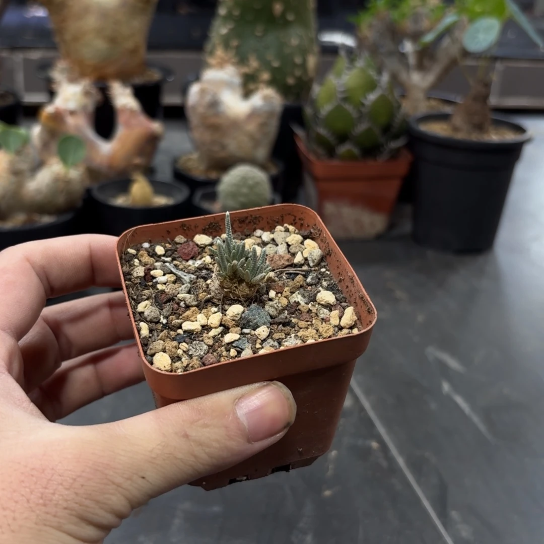 韧锦6666666999999999