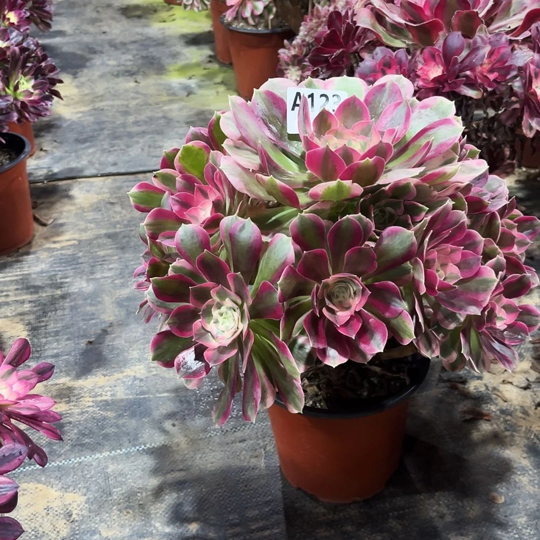 多肉植物粉女郎123多肉