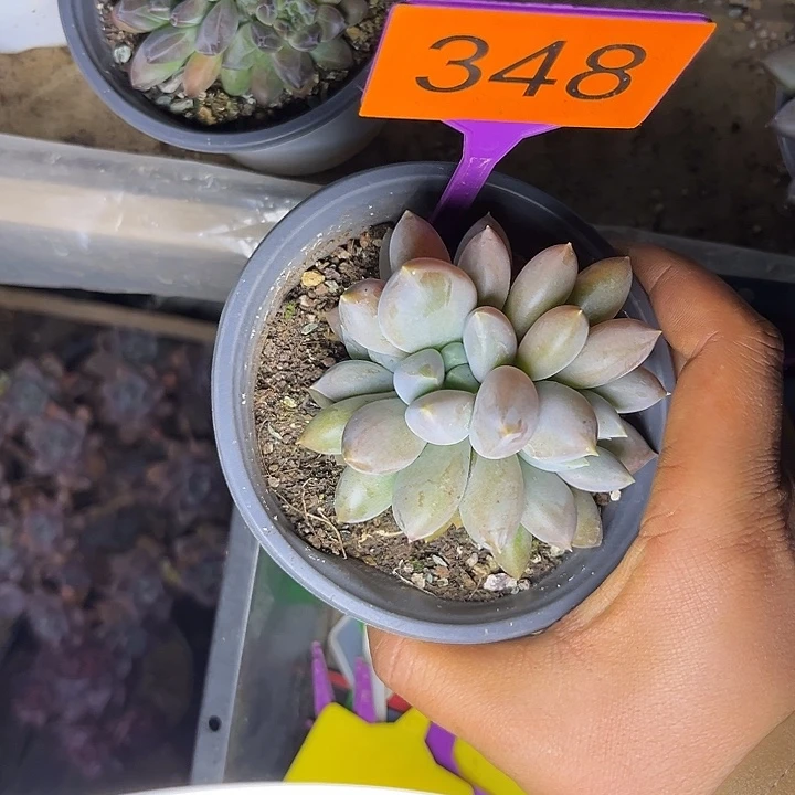 多肉植物胖体哥特348