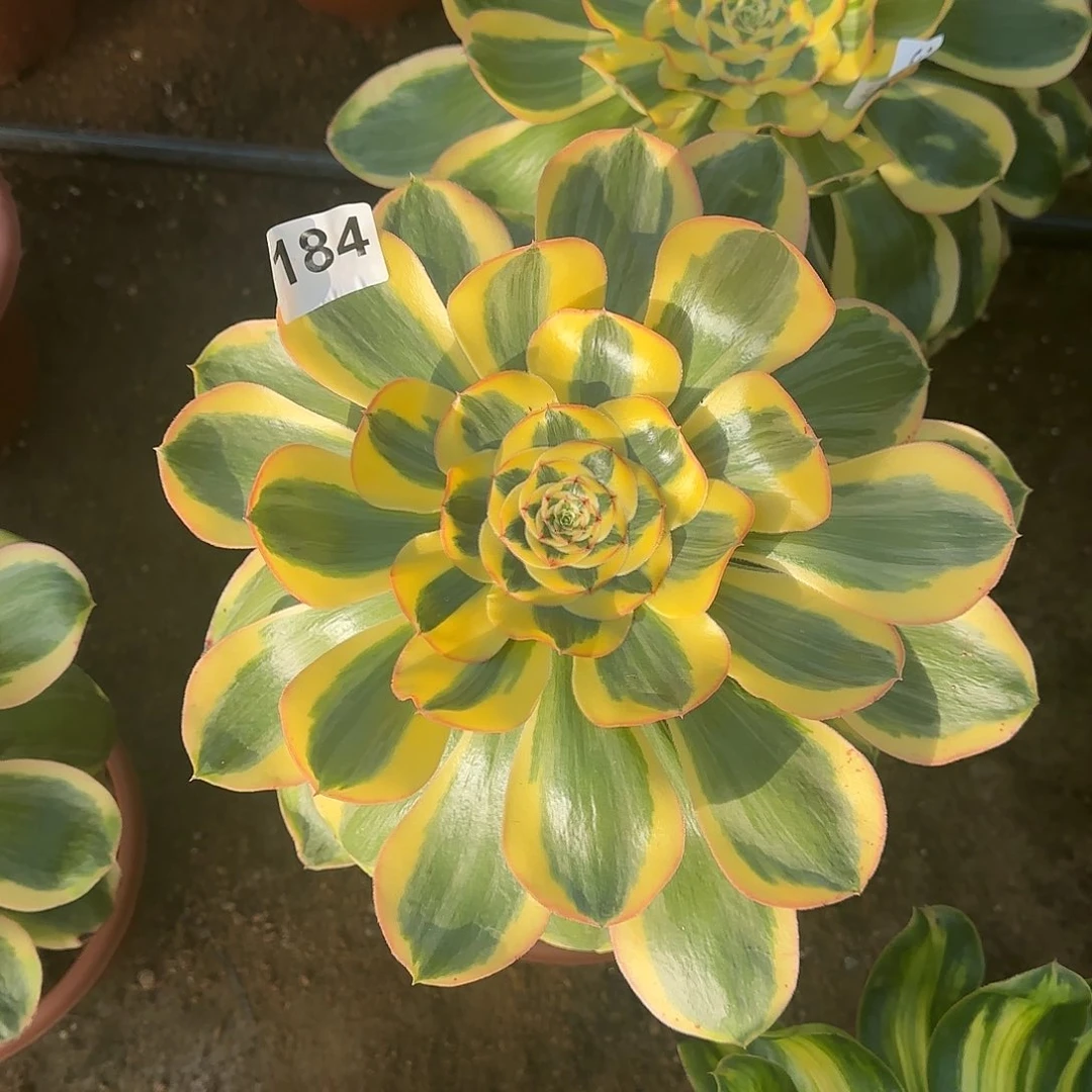 多肉植物王妃184