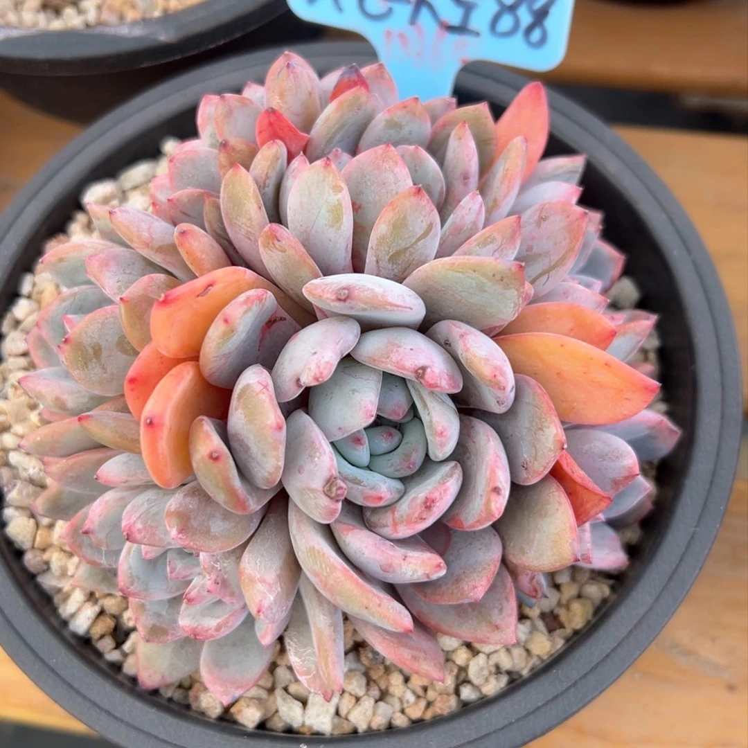 会***空会飞的天空88石榴籽缀化