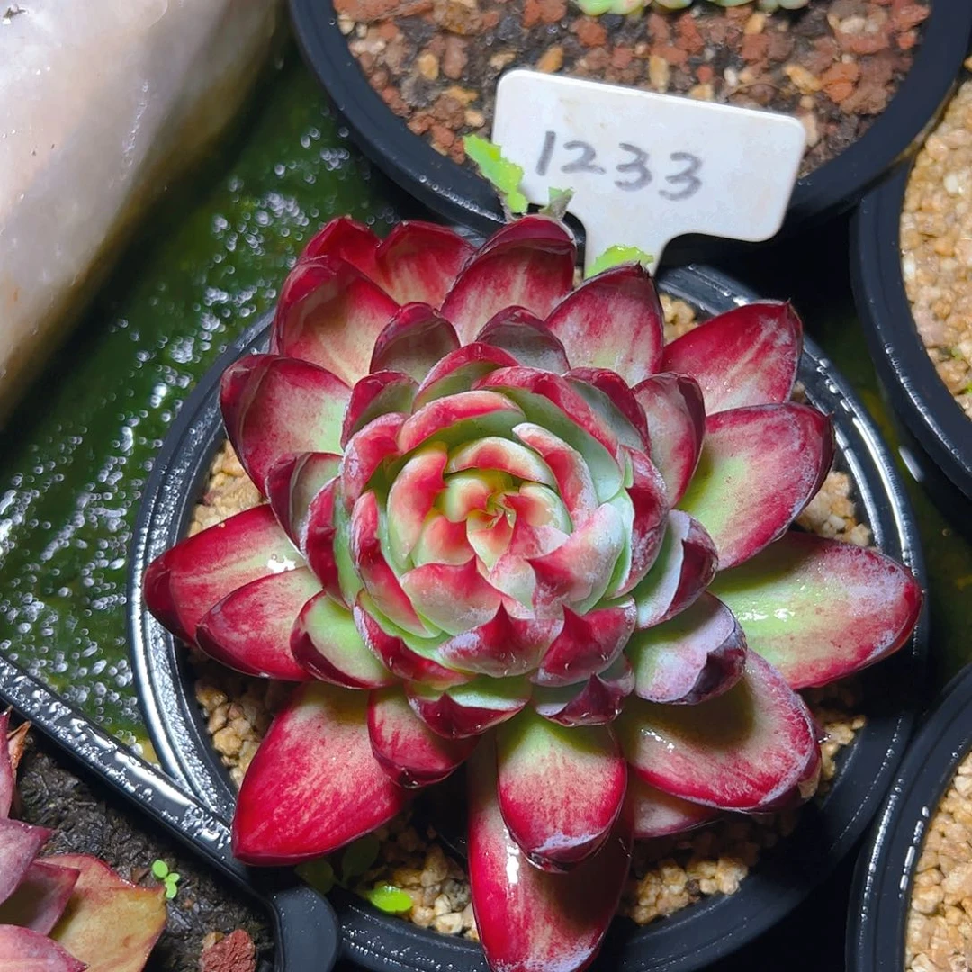 惊鸿仙子福利1233号