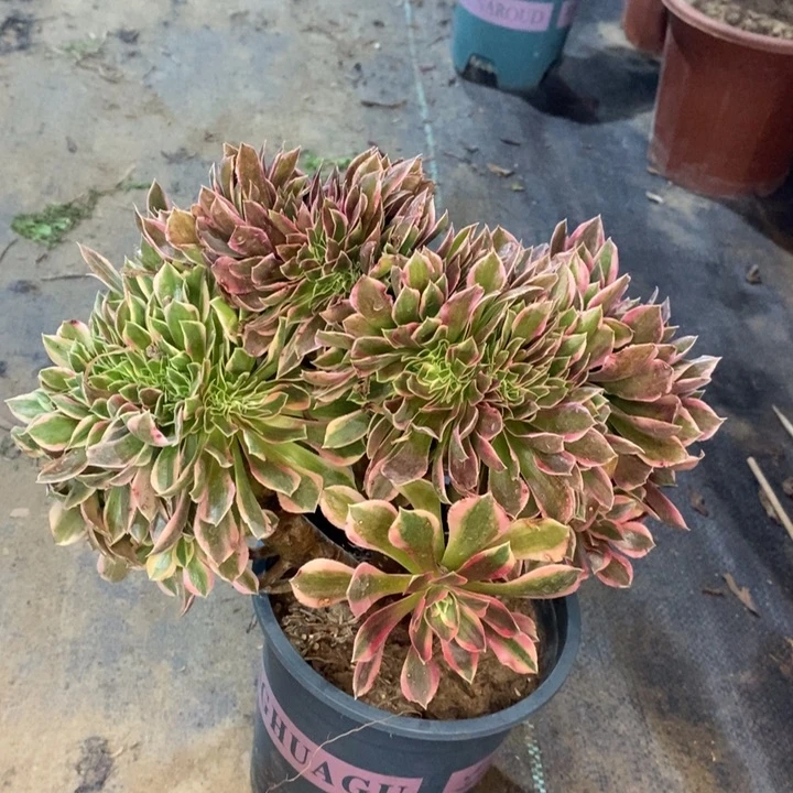 女神缀多肉植物51