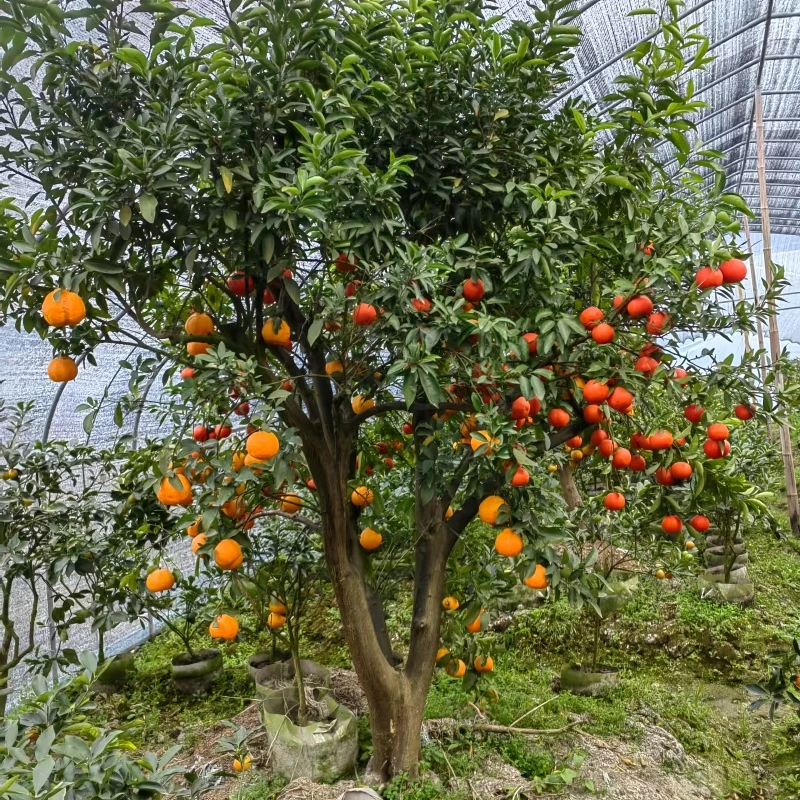 桔子树庭院柑桔树树苗砂糖桔橘子柑橘蜜桔当年结果盆栽地栽