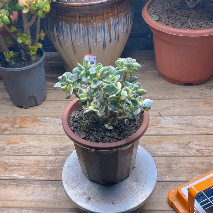 黄***璇6206三色花月锦半土球发