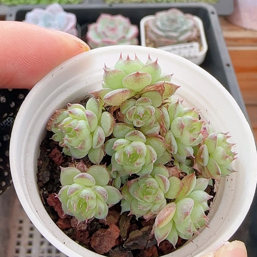 多肉1010--347虞姬