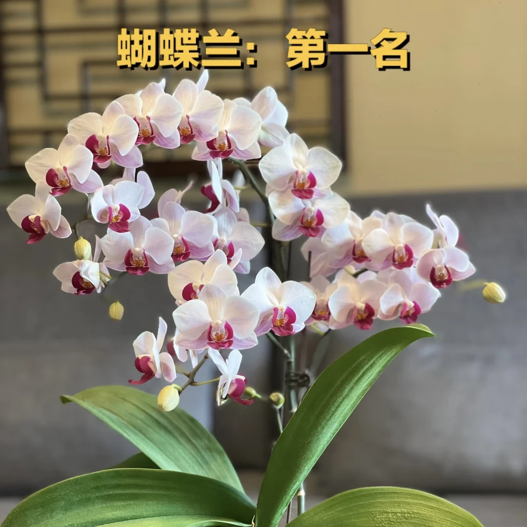 植趣花卉【貂蝉】3.0加高双剑开花株叶片易裂