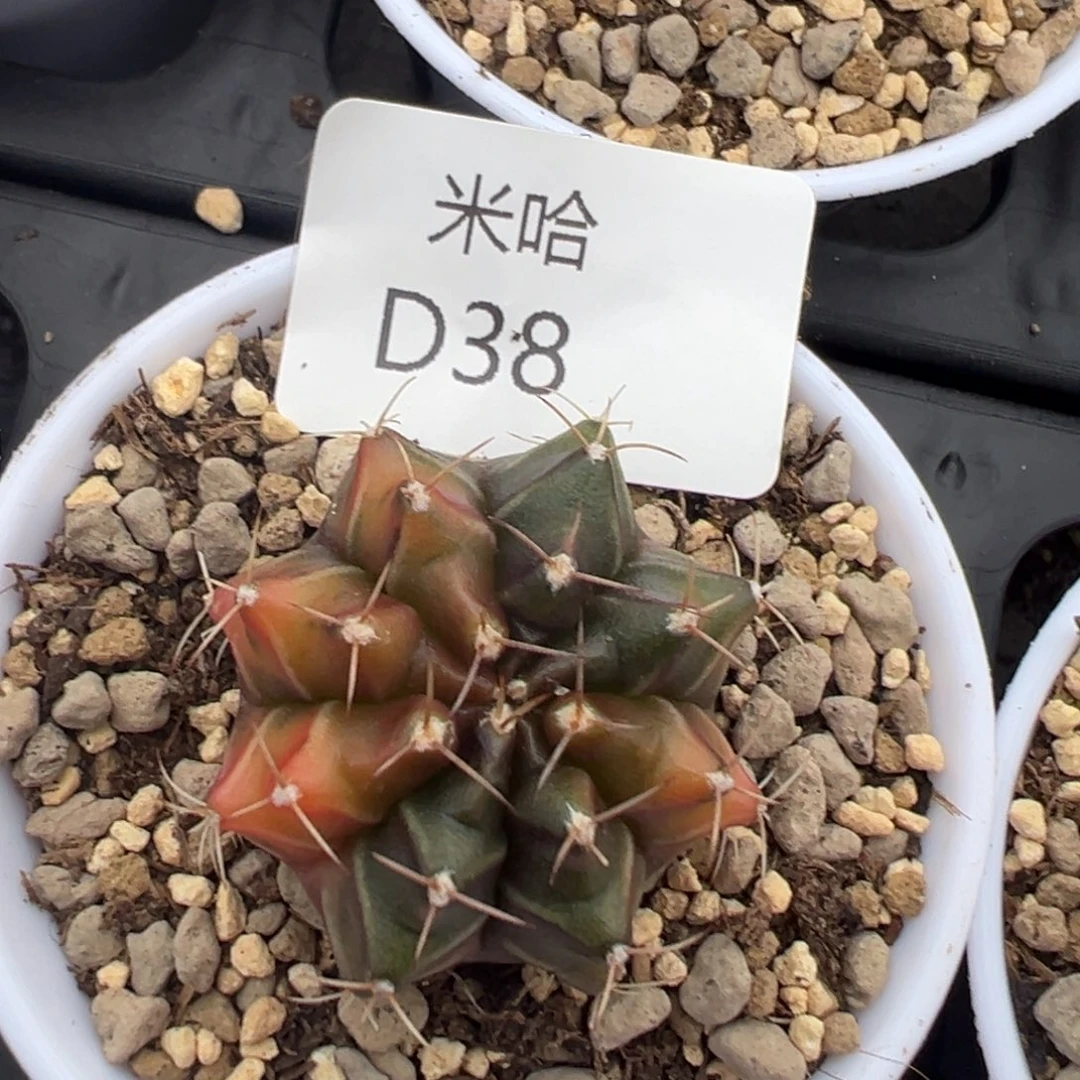 38 好看的米哈冲冲冲