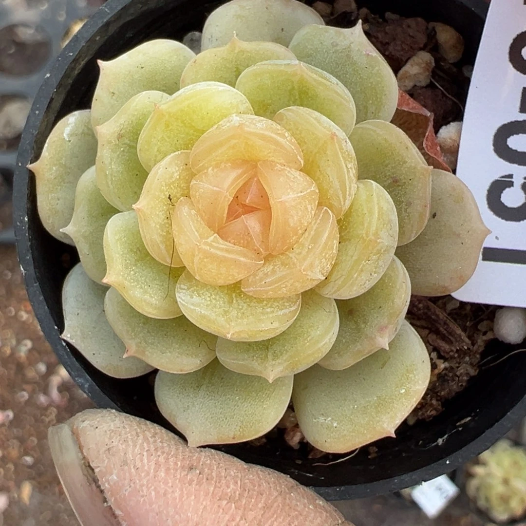 小卡拉米糖心一物一拍19-51