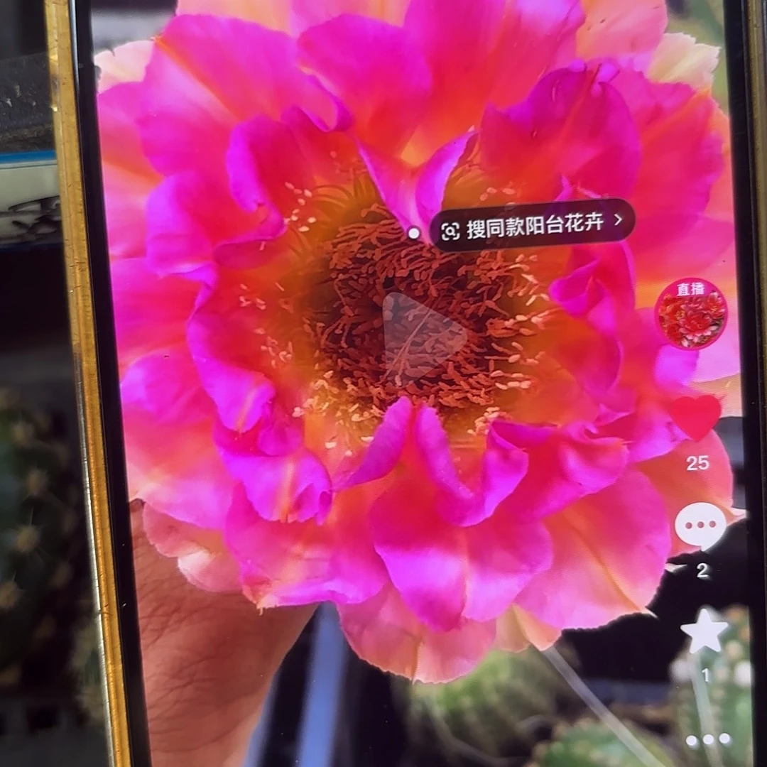 A27彩侧牙20包邮21