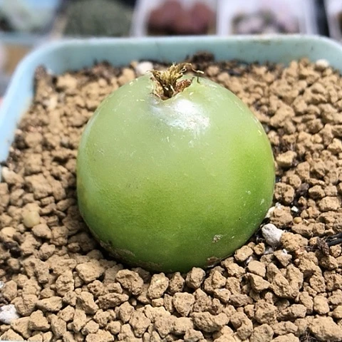 多肉肉锥 3.6Cm 大灯泡
