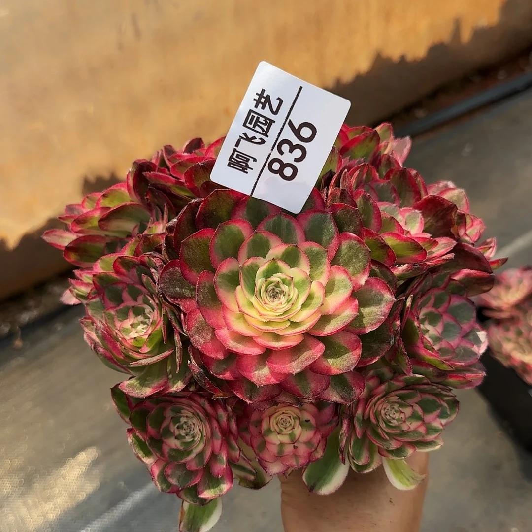 836多肉 荔枝福利