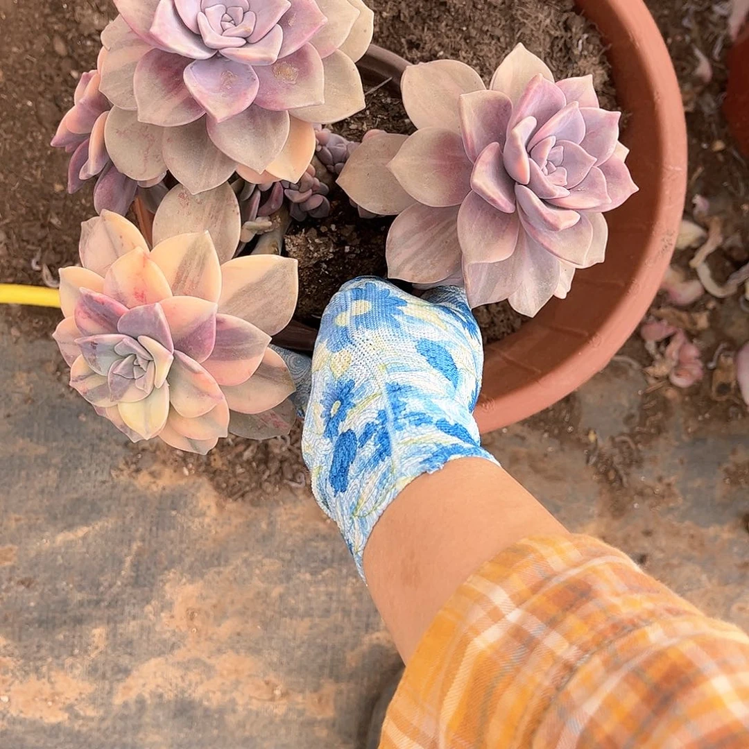 阿*多肉植物紫乐景A10